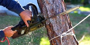 Reliable Marion, VA Tree Services Solutions