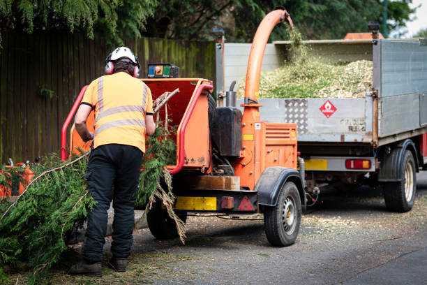 Best Grass Overseeding  in Marion, VA