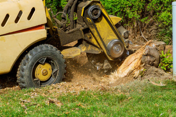 Best Lawn Drainage Solutions  in Marion, VA