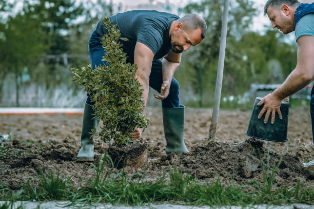 Best Tree Removal  in Marion, VA
