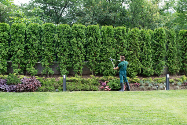 Best Hazardous Tree Removal  in Marion, VA