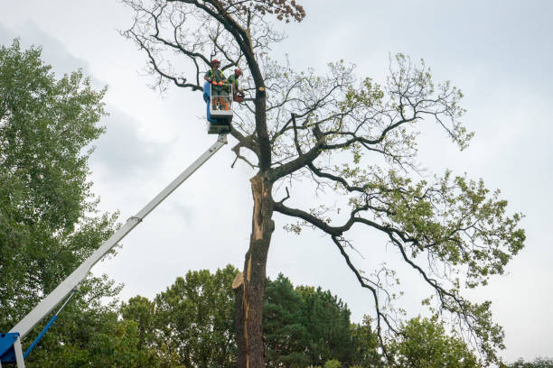  Marion, VA Tree Services Pros