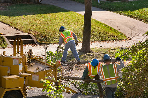 Best Tree Health Inspection  in Marion, VA