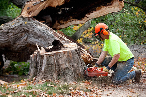 How Our Tree Care Process Works  in  Marion, VA
