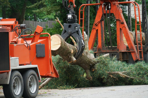 Best Tree Risk Assessment  in Marion, VA