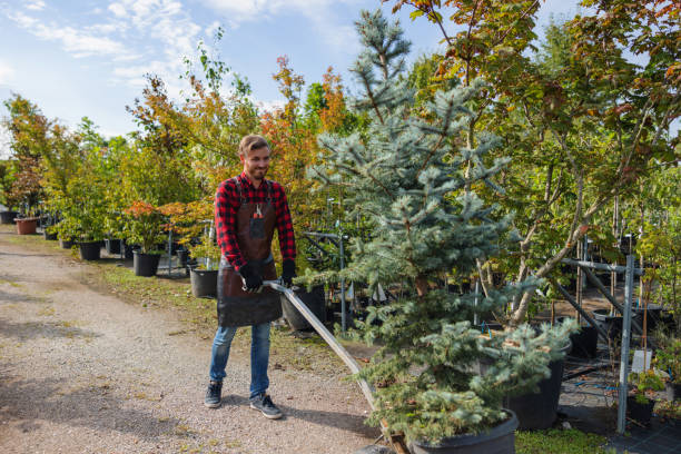 Best Tree Cabling and Bracing  in Marion, VA