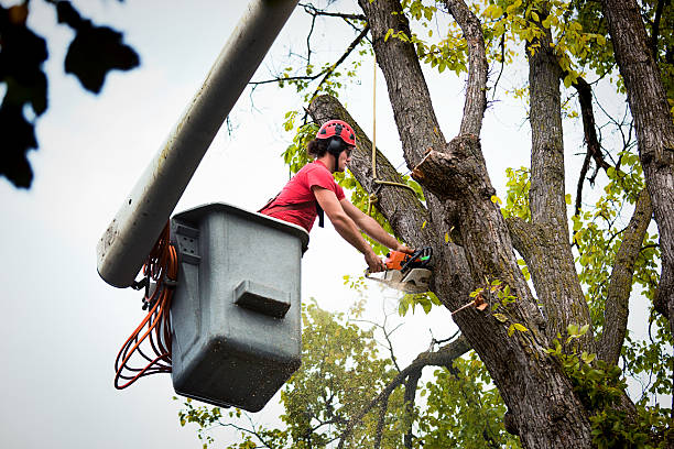 Best Tree and Shrub Care  in Marion, VA