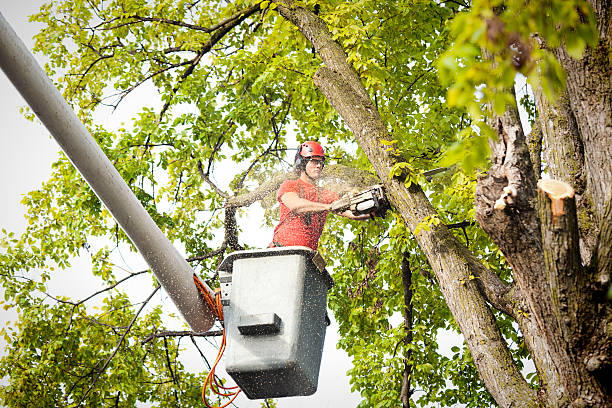Best Commercial Tree Services  in Marion, VA